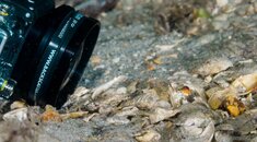 jawfish with gopro-0410.jpg