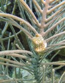 Flamingo Tongue gopro-0329.jpg