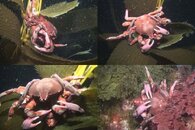 DDDB 615 mating kelp crabs sm.jpg