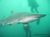 sharkhyde2x.jpg