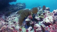 Marietas coral.jpg