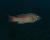 fishis.jpg
