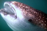 Whale Shark (4).jpg