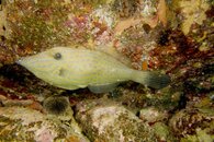 Scrawled Filefish.jpg