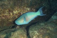 Parrotfish.jpg