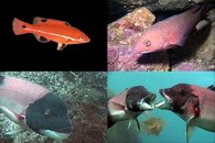DDDB 299 sheephead sm.jpg