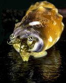snail  bob .jpg