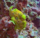 frogfish2.jpg