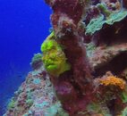 frogfish3.jpg