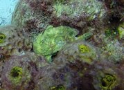 frogfish4.jpg