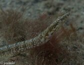 pike blenny 2.jpg