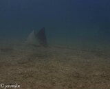 spotted eagle ray.jpg