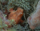 dwarf frogfish2.jpg