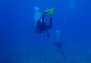 fins.JPG