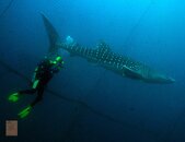 Scott and whale shark 8 x 11 2 DSC_5412.jpg