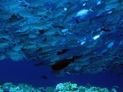 IMG_1124.jpg