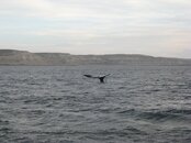 IMG_0575_small.jpg