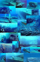 yonaguni_572.jpg