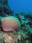 Anchor's Chain Reef.jpg