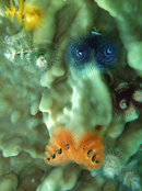 Christmas Tree Worms.jpg