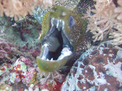 Undulate Moray.jpg