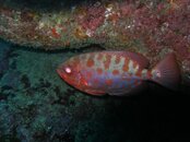 bigeye.jpg