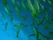 fish_light.jpg