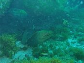 green_moray.jpg
