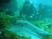 ray_algae.jpg