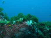 reef_scene.jpg