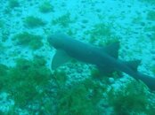 shark.jpg