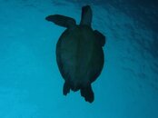 turtle_below.jpg