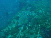 turtle_reef.jpg