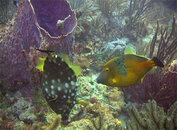 11.29.08_filefish01_lg.jpg