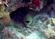 11.29.08_moray01_lg.jpg