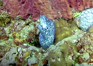 11.29.08_spottedmoray01_lg.jpg