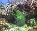 11.29.08_moray02_lg.jpg