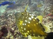 12.08.08_Filefish02_xl.jpg