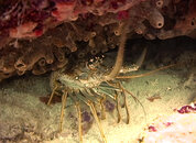 12.08.08_Lobster01_xl.jpg