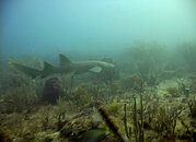 12.08.08_NurseShark2_xl.jpg