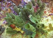 12.08.08_TubeSponges01_xl.jpg