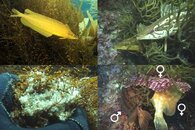 DDDB 622 kelpfish mating sm.jpg DDDB 622 kelpfish mating sm.jpg