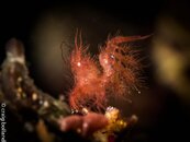 hairy shrimp 1.jpg