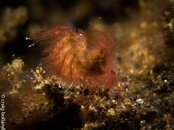 hairy shrimp 2.jpg