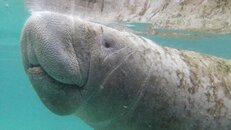 Manatee Snorkel 2014 - Manatee Breath.jpg
