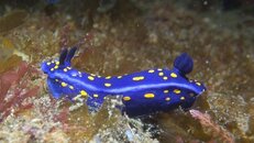 Felimare Hypselodoris californiensis 2014-04-10-hs.jpg