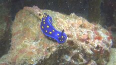 Felimare Hypselodoris californiensis 2014-03-15-es.jpg