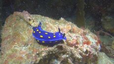 Felimare Hypselodoris californiensis 2014-03-15-fs.jpg