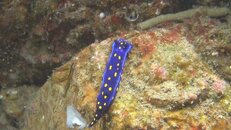 Felimare Hypselodoris californiensis 2014-03-15-gs.jpg