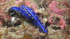 Felimare Hypselodoris californiensis 2014-04-10-bs.jpg